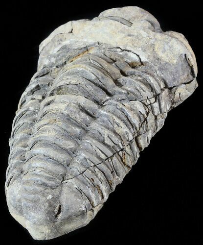Calymene Trilobite From Morocco - Large Size #49635